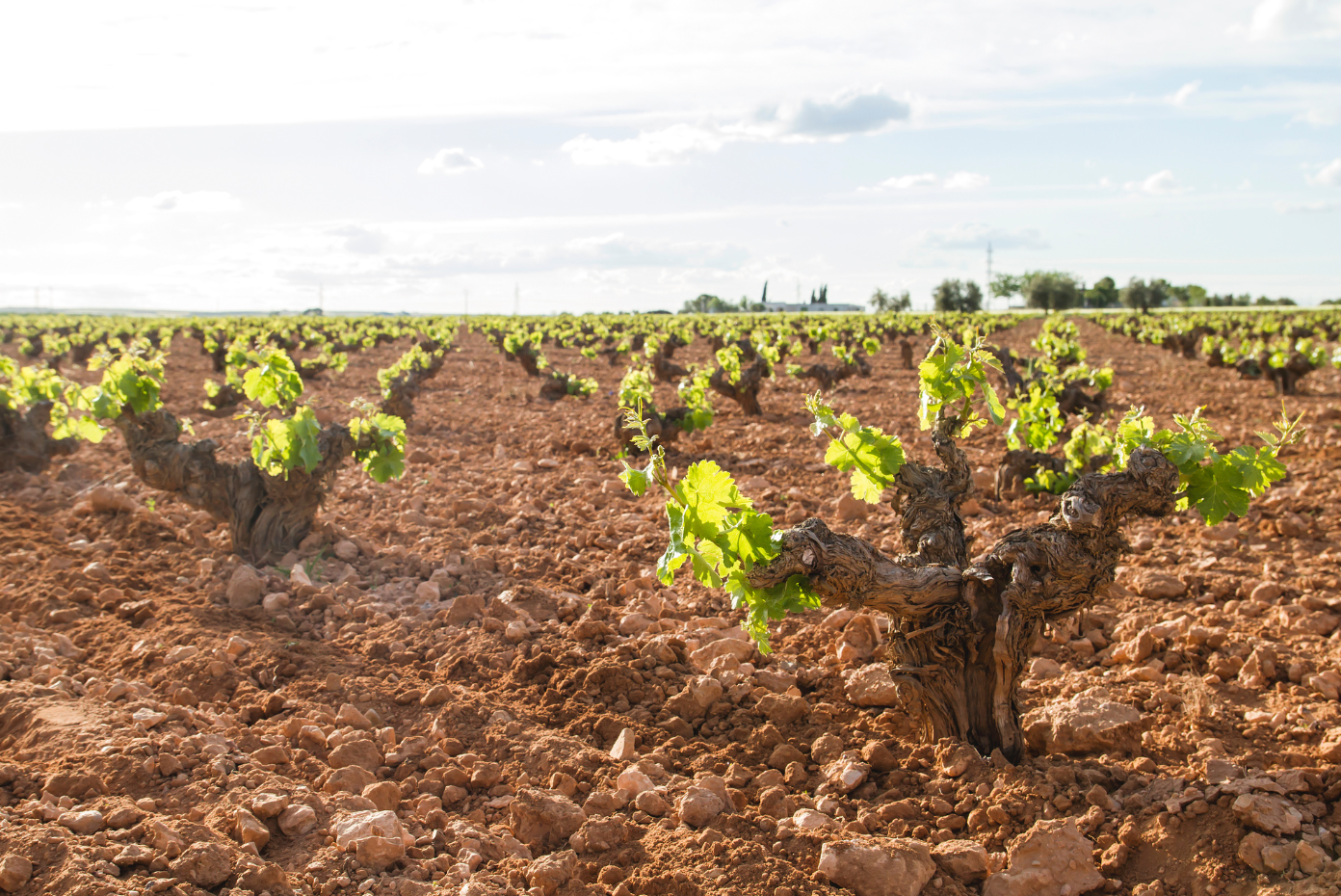 Viñedo en Villanueva de los Infantes